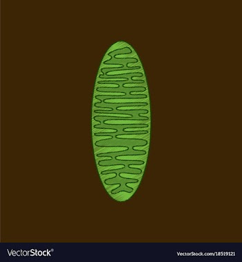 Flat shading style icon mitochondrion vector image