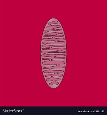 Flat shading style icon mitochondrion vector image