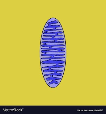 Flat shading style icon mitochondrion vector image