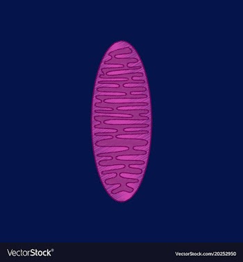 Flat shading style icon mitochondrion vector image