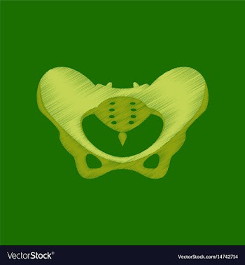 Flat shading style icon pelvic bones vector image