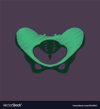 Flat shading style icon pelvic bones vector image