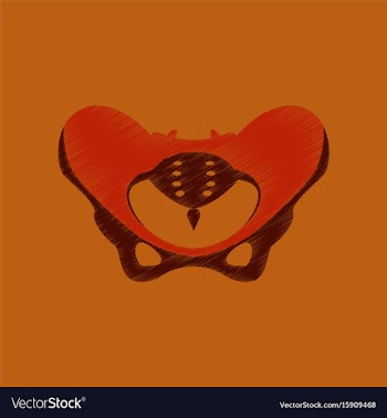 Flat shading style icon pelvic bones vector image