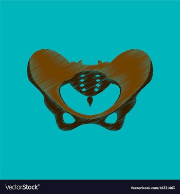 Flat shading style icon pelvic bones vector image