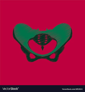 Flat shading style icon pelvic bones vector image