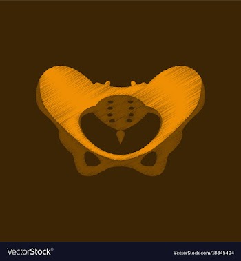 Flat shading style icon pelvic bones vector image