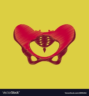 Flat shading style icon pelvic bones vector image