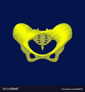 Flat shading style icon pelvic bones vector image