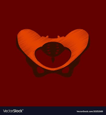 Flat shading style icon pelvic bones vector image