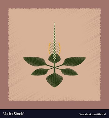 Flat shading style icon plant Plantago vector image