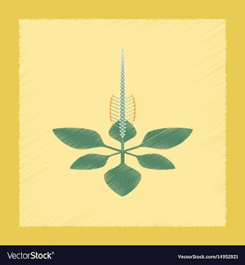 Flat shading style icon plant plantago vector image