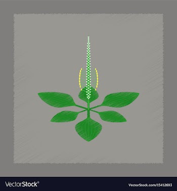 Flat shading style icon plant plantago vector image