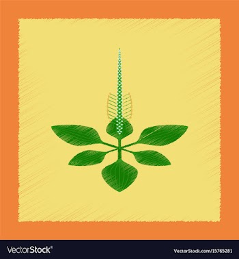 Flat shading style icon plant plantago vector image