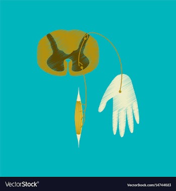 Flat shading style icon reflex arc vector image