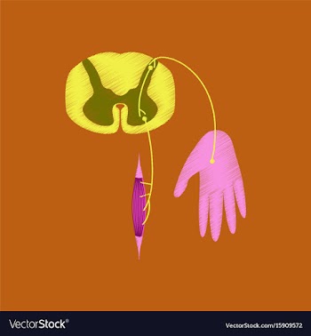 Flat shading style icon reflex arc vector image