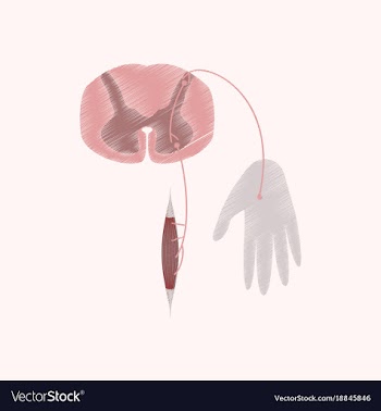 Flat shading style icon reflex arc vector image