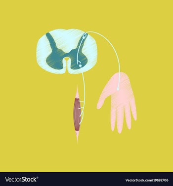 Flat shading style icon reflex arc vector image