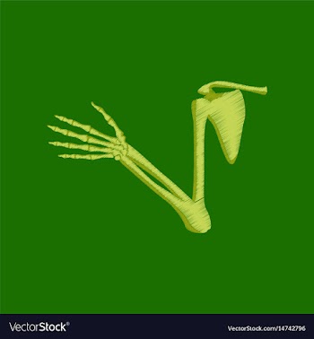Flat shading style icon shoulder joint vector image