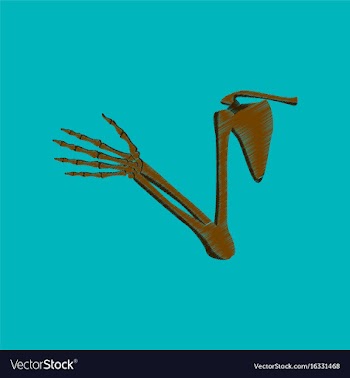 Flat shading style icon shoulder joint vector image