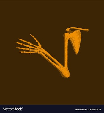 Flat shading style icon shoulder joint vector image