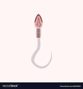 Flat shading style icon spermatozoon vector image