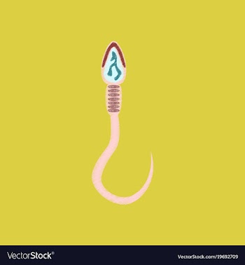 Flat shading style icon spermatozoon vector image