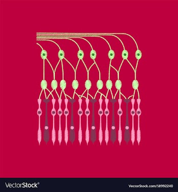 Flat shading style icon structure retina vector image