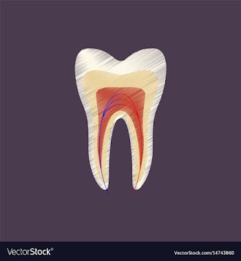 Flat shading style icon tooth vector image