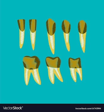 Flat shading style icon tooth vector image