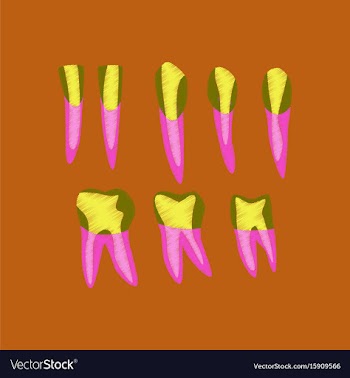 Flat shading style icon tooth vector image