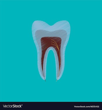 Flat shading style icon tooth vector image
