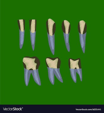 Flat shading style icon tooth vector image