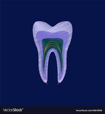 Flat shading style icon tooth vector image