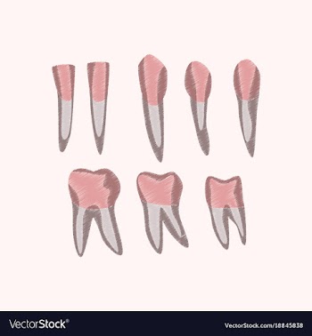 Flat shading style icon tooth vector image