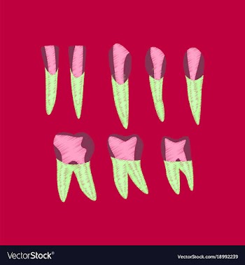 Flat shading style icon tooth vector image
