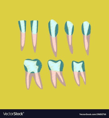 Flat shading style icon tooth vector image