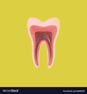 Flat shading style icon tooth vector image
