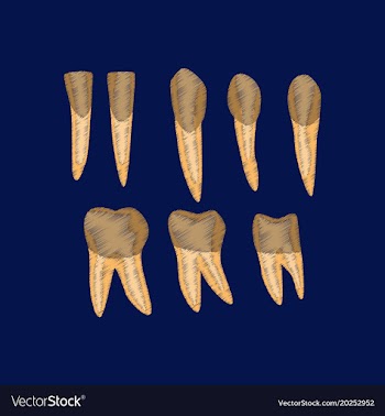 Flat shading style icon tooth vector image