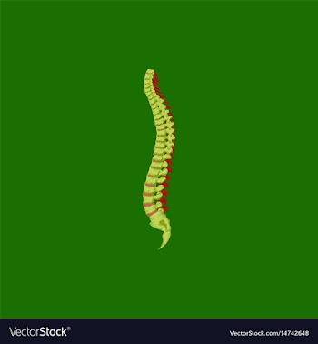 Flat shading style icon vertebral column vector image
