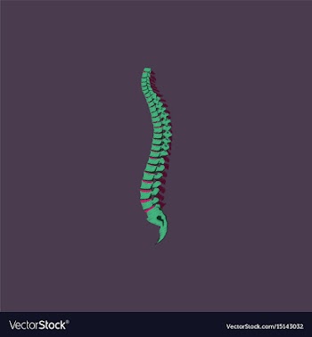 Flat shading style icon vertebral column vector image