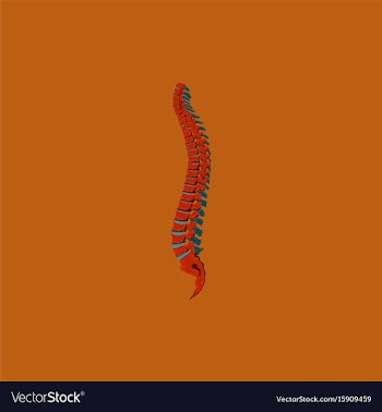 Flat shading style icon vertebral column vector image