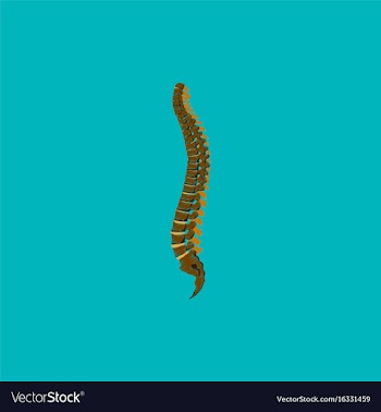Flat shading style icon vertebral column vector image