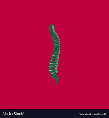 Flat shading style icon vertebral column vector image