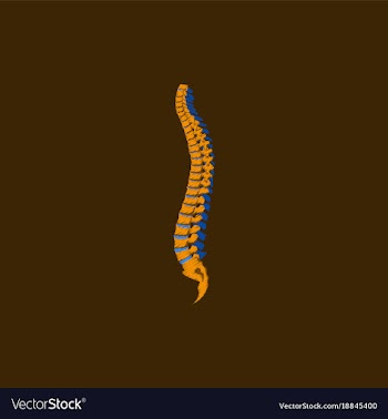 Flat shading style icon vertebral column vector image