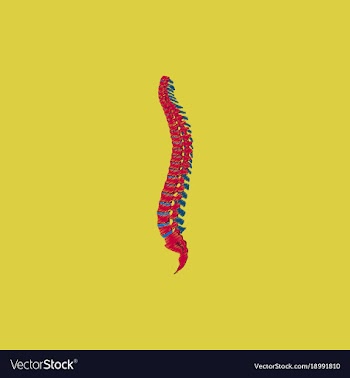 Flat shading style icon vertebral column vector image
