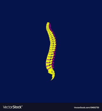 Flat shading style icon vertebral column vector image