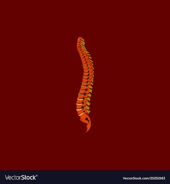 Flat shading style icon vertebral column vector image