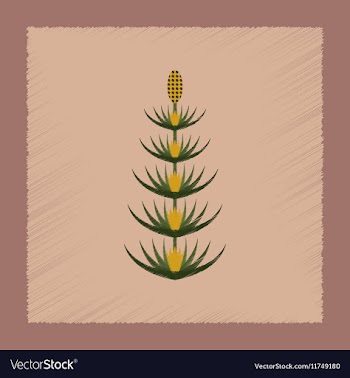Flat shading style icon wild flower Equisetum vector image