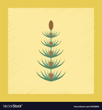 Flat shading style icon wild flower equisetum vector image