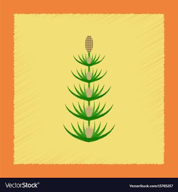 Flat shading style icon wild flower equisetum vector image